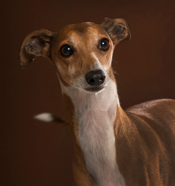 Italian Greyhound