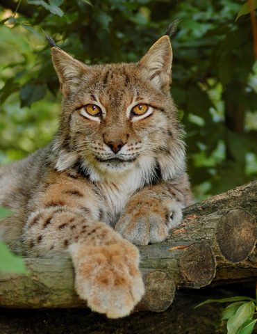 Eurasian lynx (Lynx lynx)