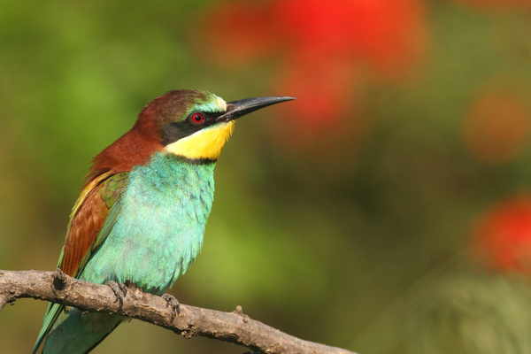 Bee-eater