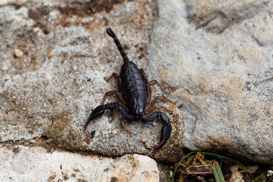 Euscorpius italicus