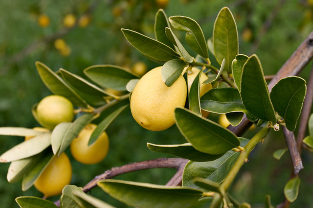 Lemon Tree