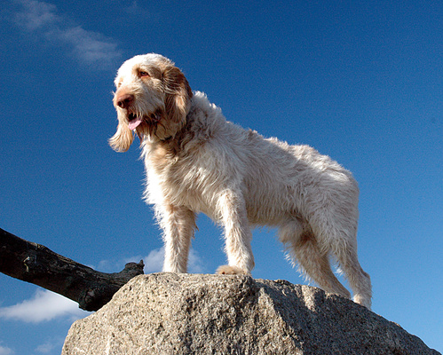 Spinone