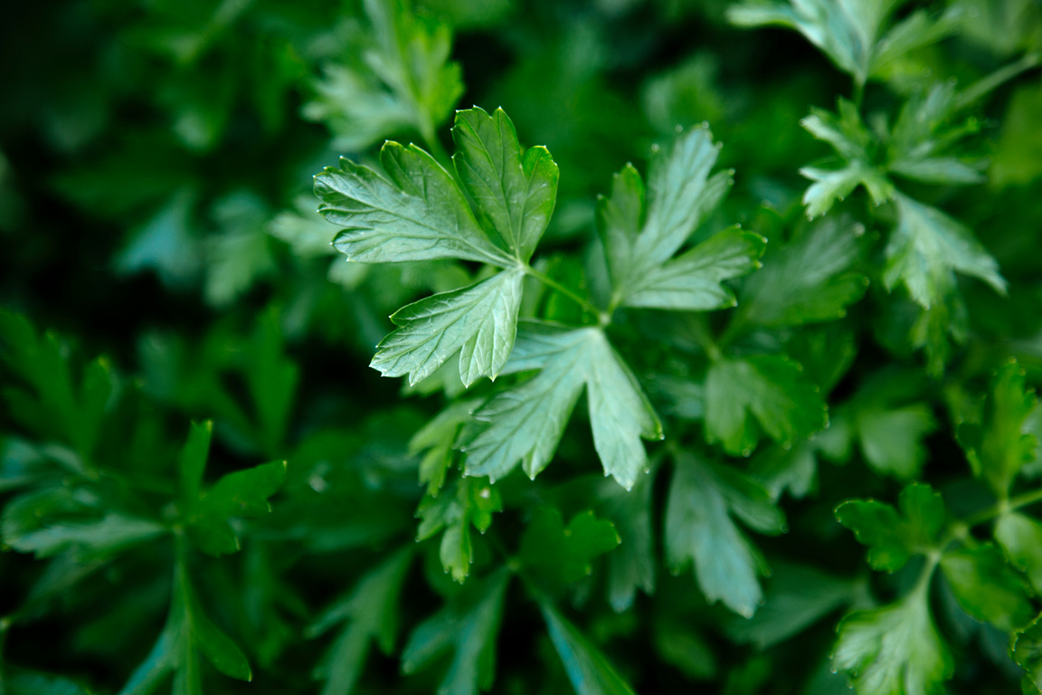 parsley