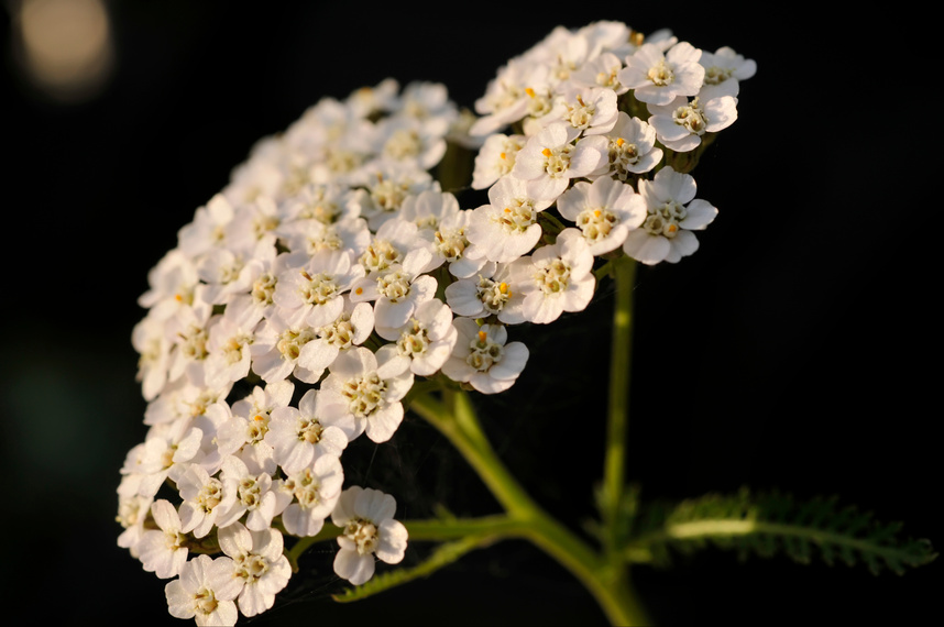 yarrow flower