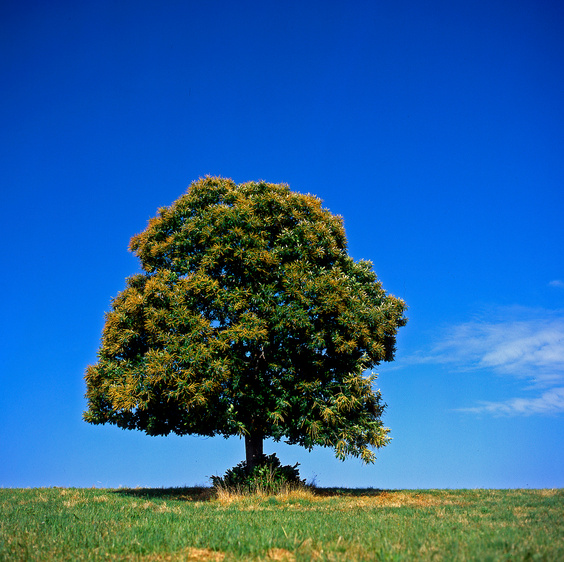 Sweet chestnut tree