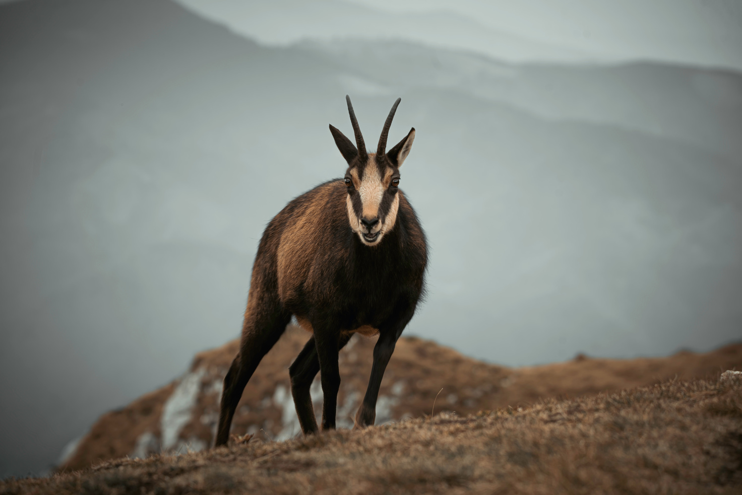 chamois