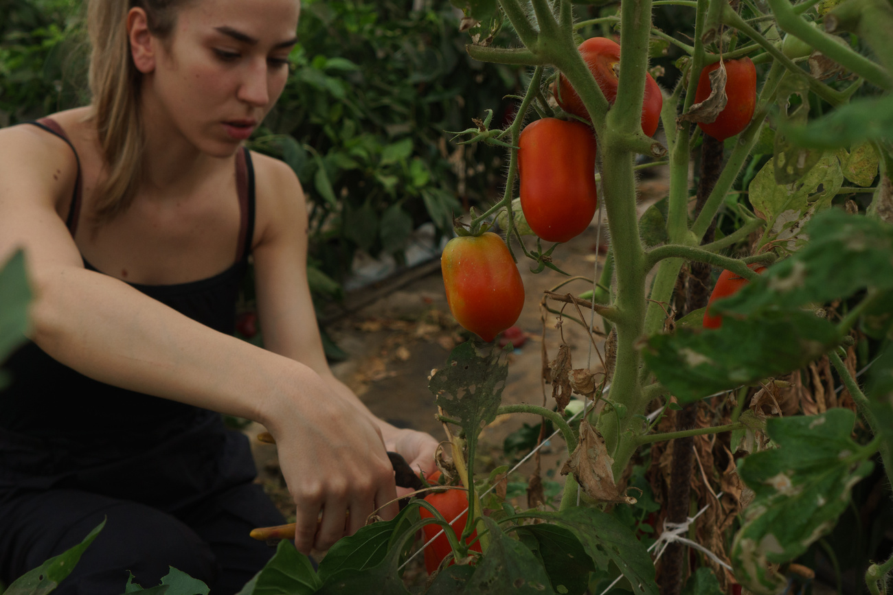 Regenerative Farming Woman Harvesting Vegetables from Field