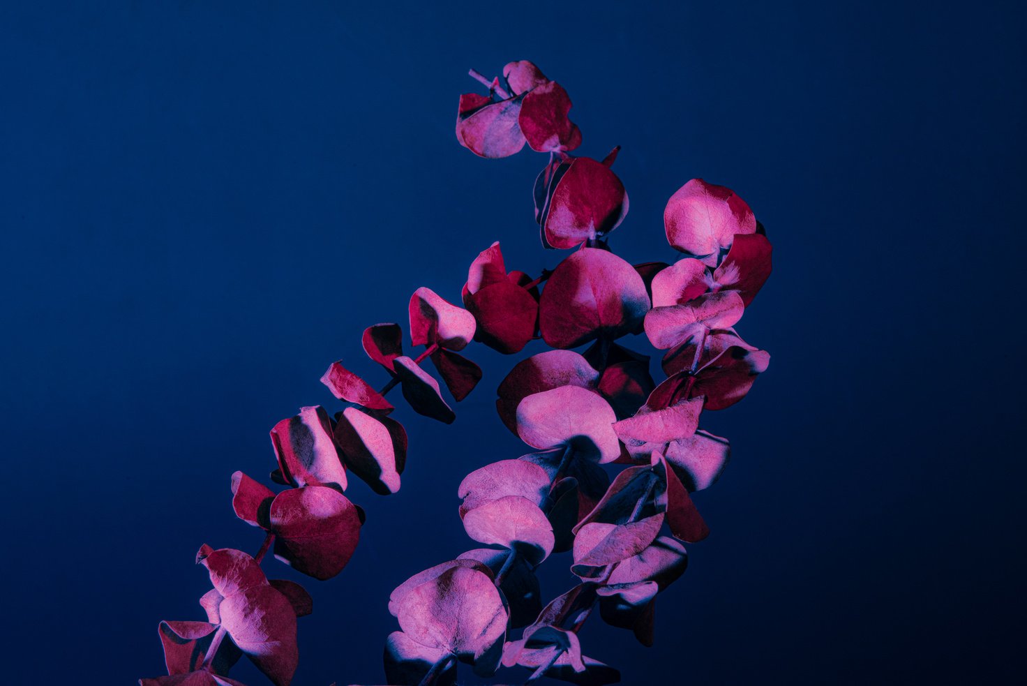 Eucalyptus Branch on Neon Lights