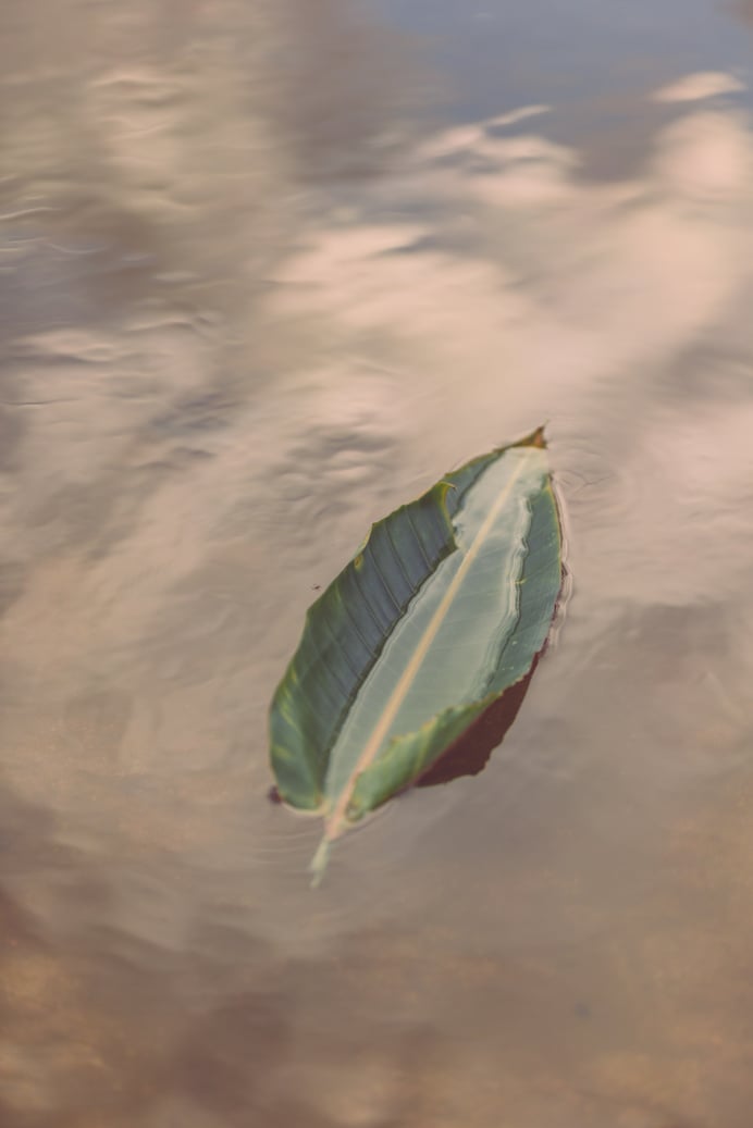 Leaf Floating on Water