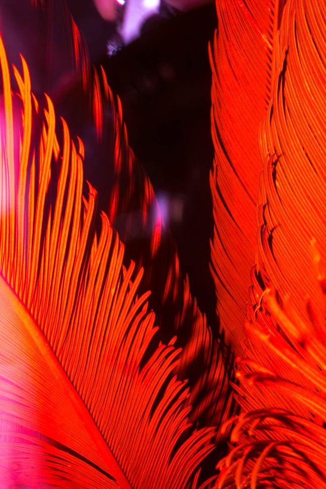 Palm Leaves at Night