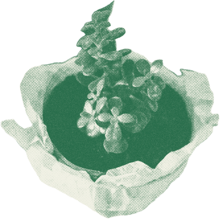 Duotone Rough Plant