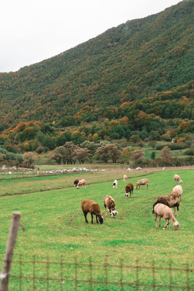 Herd of Sheep Grazing in the Field