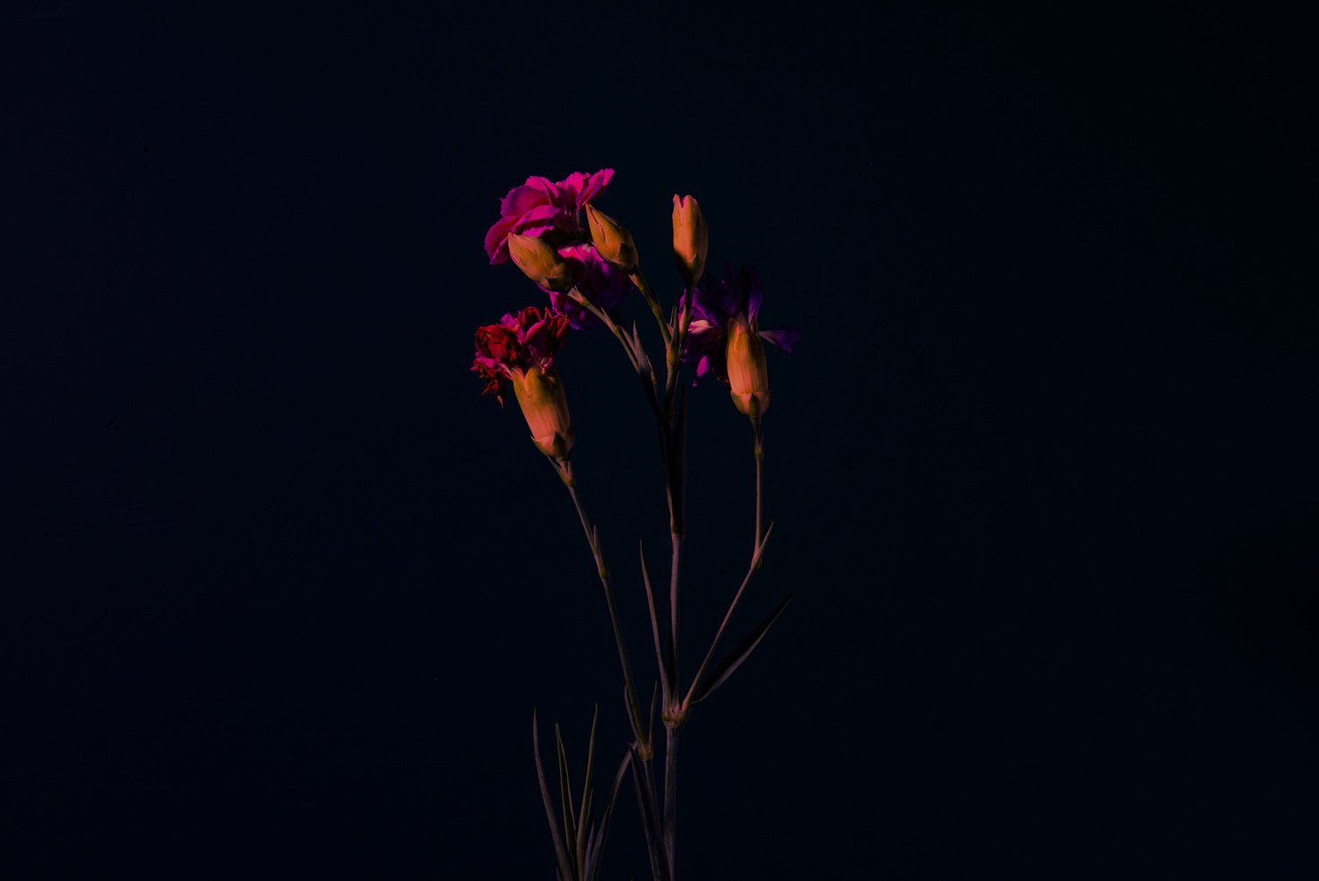 Blooming  Flowers on Dark Background