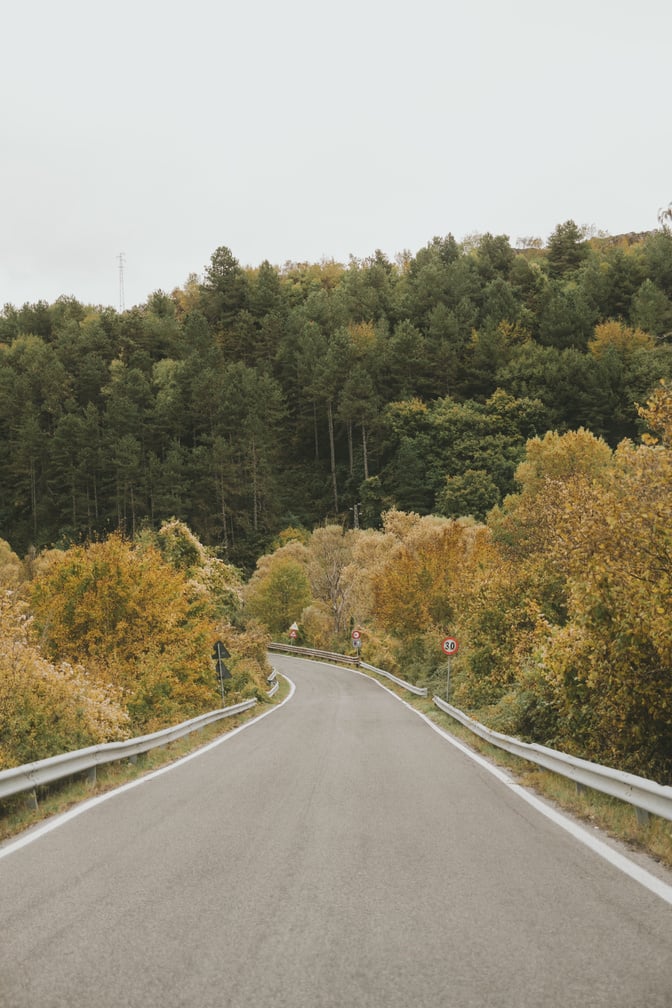 Country Road Near Forest