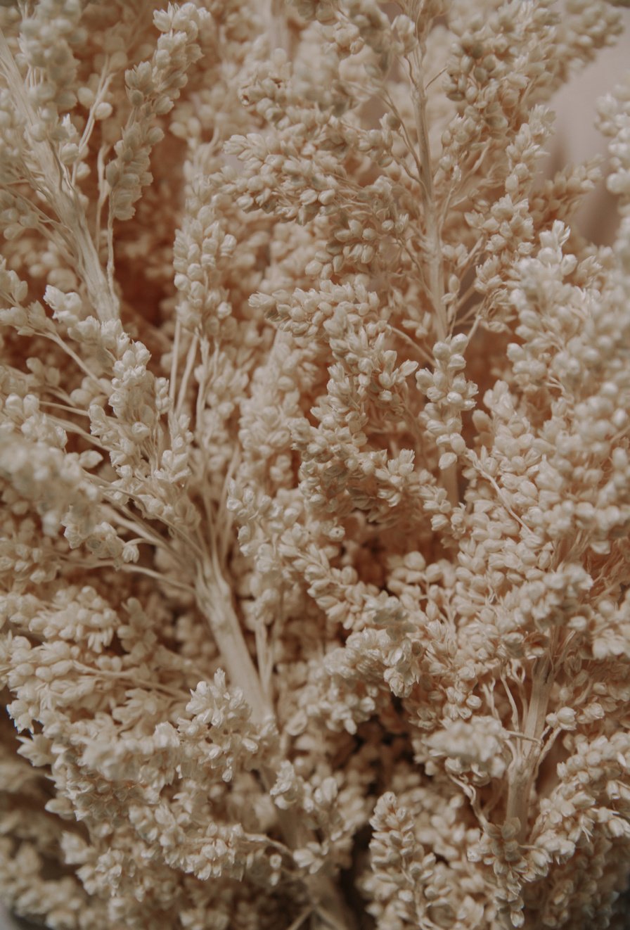 Dried Flowers on Light Background