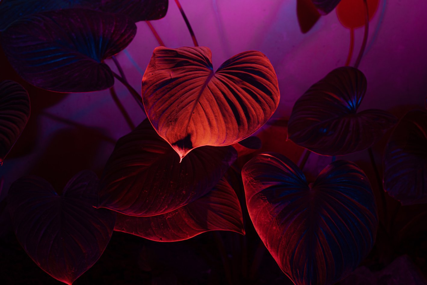 Green Leaves on Neon Lights