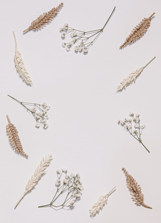 Dried Leaves and Flowers on Light Background