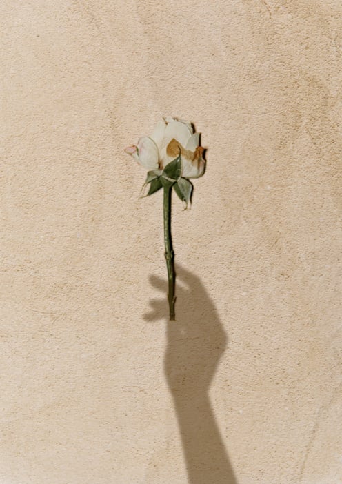 Dried Flower with Hand Shadow on Brown Craft Paper